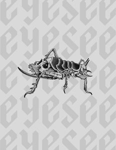 Weta Skull by Stephen