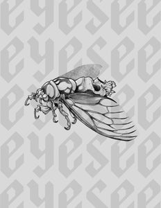Cicada Skull by Stephen